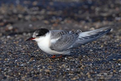 Noordse Stern / Arctic Tern