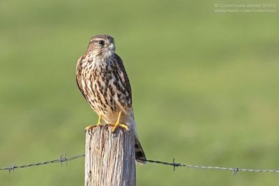 Smelleken / Merlin