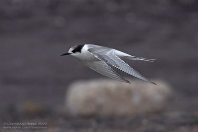 Noordse Stern / Arctic Tern