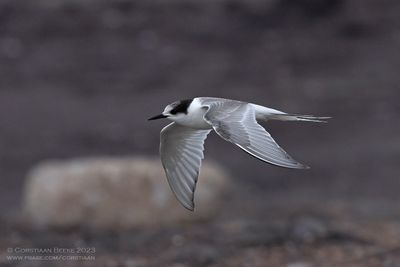 Noordse Stern / Arctic Tern