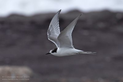 Noordse Stern / Arctic Tern