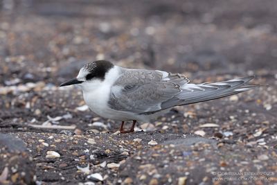 Noordse Stern / Arctic Tern