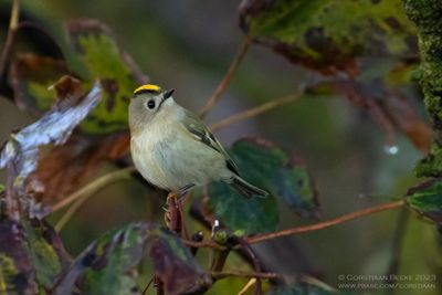 Goudhaan / Goldcrest
