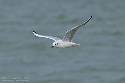 Kleine Kokmeeuw / Bonaparte's Gull