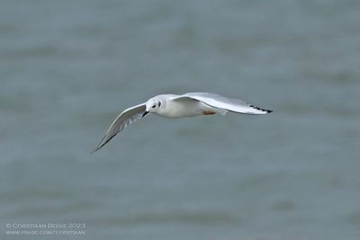 Kleine Kokmeeuw / Bonaparte's Gull