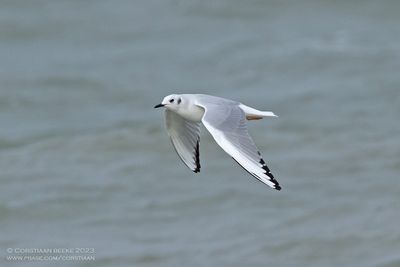 Bonaparte's Gull