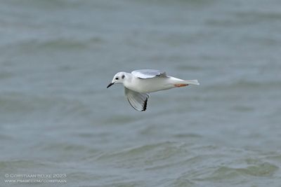 Kleine Kokmeeuw / Bonaparte's Gull