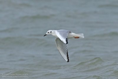 Kleine Kokmeeuw / Bonaparte's Gull