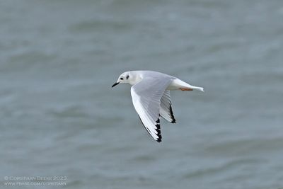 Kleine Kokmeeuw / Bonaparte's Gull