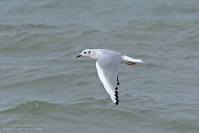 Kleine Kokmeeuw / Bonaparte's Gull