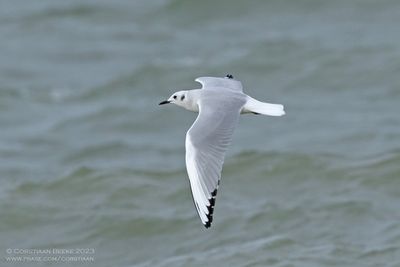 Kleine Kokmeeuw / Bonaparte's Gull