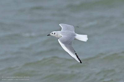 Kleine Kokmeeuw / Bonaparte's Gull