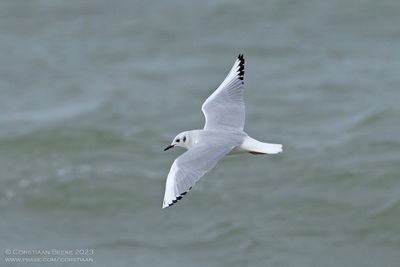 Kleine Kokmeeuw / Bonaparte's Gull