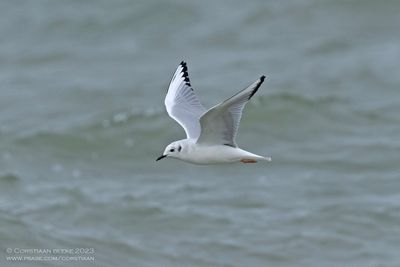 Kleine Kokmeeuw / Bonaparte's Gull
