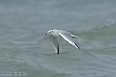 Bonaparte's Gull