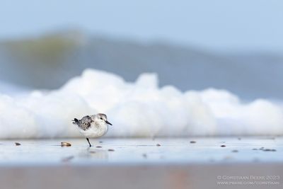 Drieteenstrandloper / Sanderling