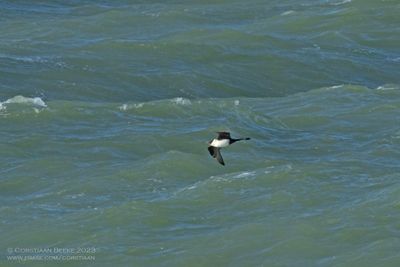 Pomarine Skua