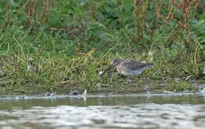 Grote Grijze Snip / Long-billed Dowitcher