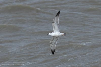 Pontische Meeuw / Caspian Gull