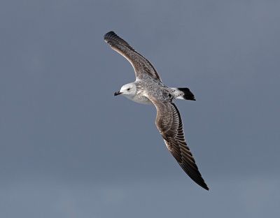 Pontische Meeuw / Caspian Gull