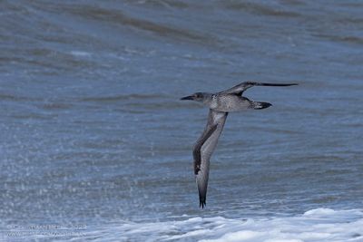 Northern Gannet