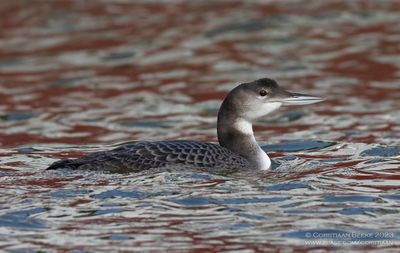 IJsduiker / Great Northern Diver