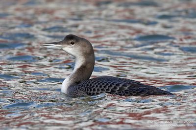 IJsduiker / Great Northern Diver
