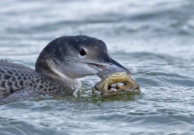 IJsduiker / Great Northern Diver