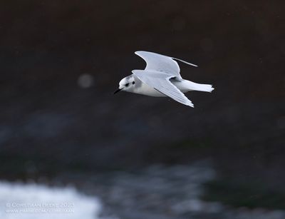 Dwergmeeuw / Little Gull