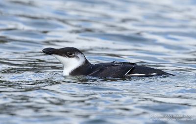 Razorbill