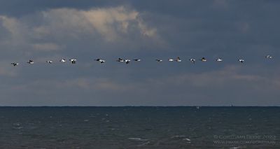 Bergeenden met Rotganzen / Common Shellducks with Brent Geese