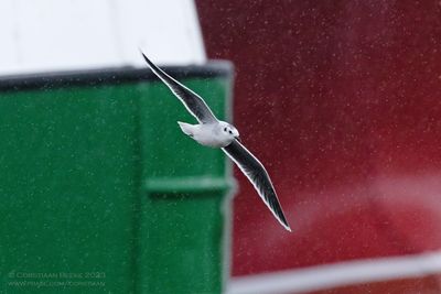 Dwergmeeuw / Little Gull