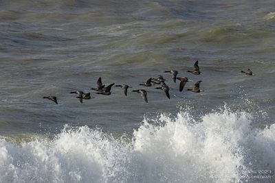 Brent Goose
