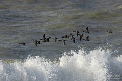 Rotganzen / Brent Geese