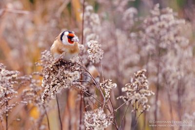 Putter / European Goldfinch