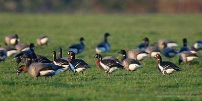 Roodhalsganzen / Red-breasted Geese 