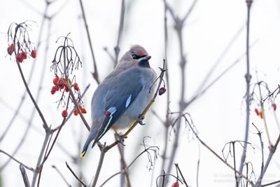 Pestvogel / Bohemian Waxwing