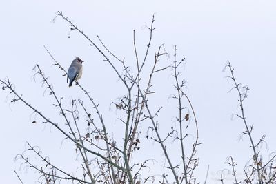 Bohemian Waxwing