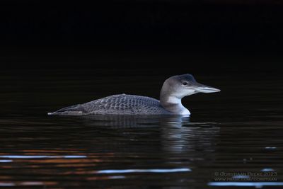 IJsduiker / Great Northern Diver