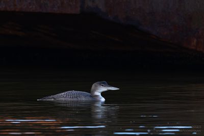 IJsduiker / Great Northern Diver