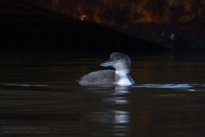 IJsduiker / Great Northern Diver