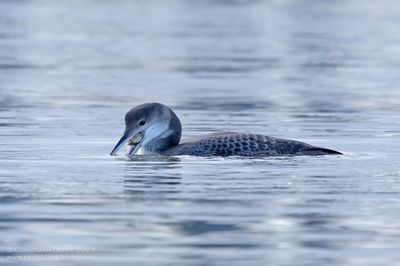 IJsduiker / Great Northern Diver