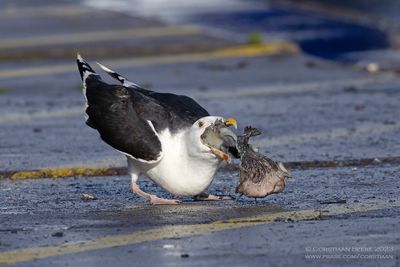 Grote Mantelmeeuw / Great Black-backed Gull