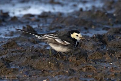 Rouwkwikstaart / Pied Wagtail