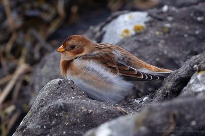 Sneeuwgors / Snow Bunting