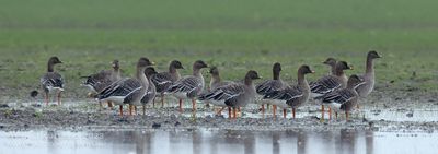 Tundra Bean Goose