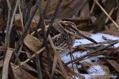 Bokje / Jack Snipe