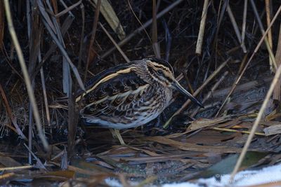 Bokje / Jack Snipe