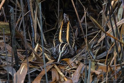 Bokje / Jack Snipe