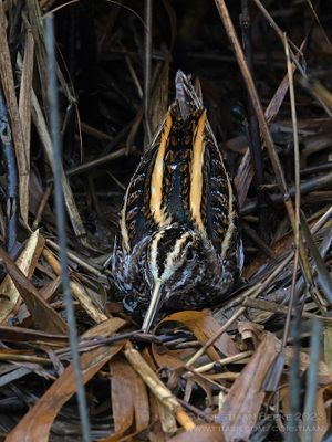 Bokje / Jack Snipe